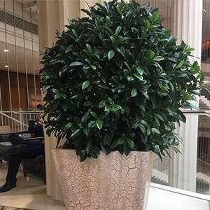 非洲茉莉
