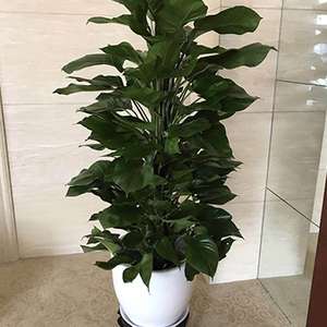 大綠蘿